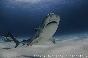 Tiger Beach never fails for Tiger Shark encounters! by Steven Anderson 